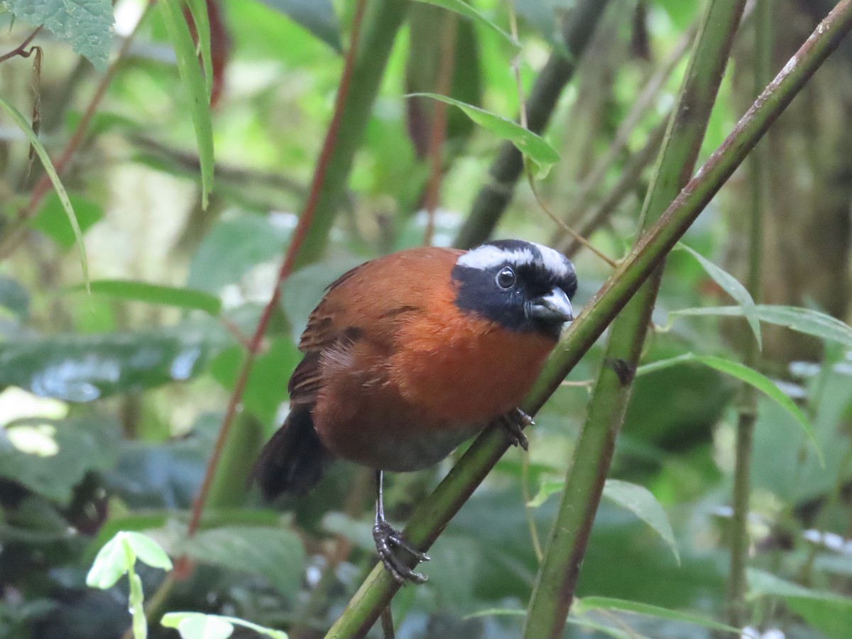 Tanager Finch - ML492182401