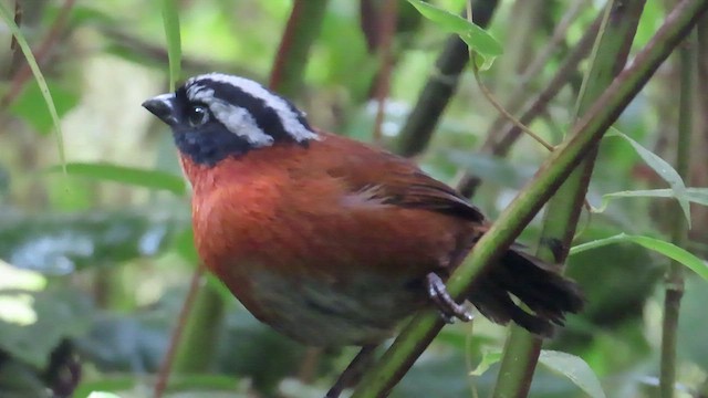 Tanager Finch - ML492183171
