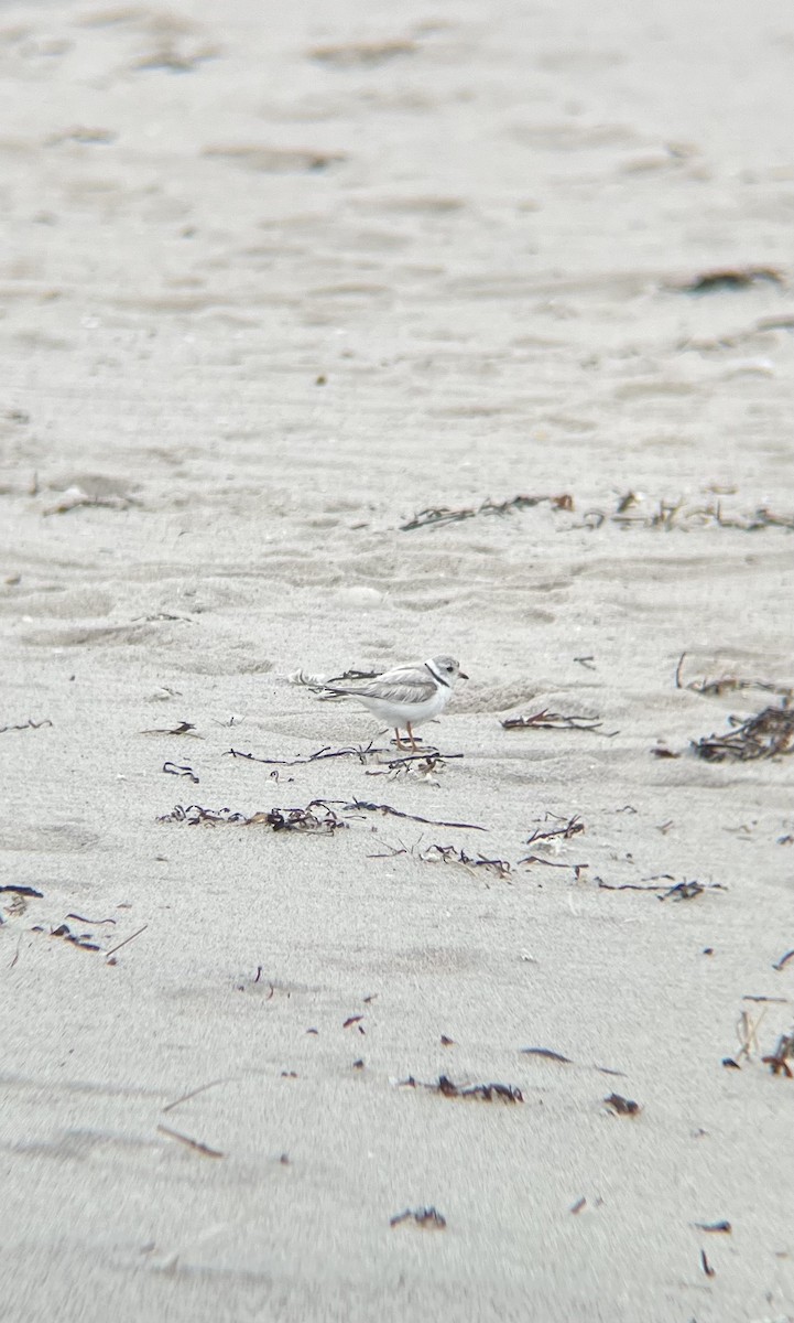 Piping Plover - ML492188461
