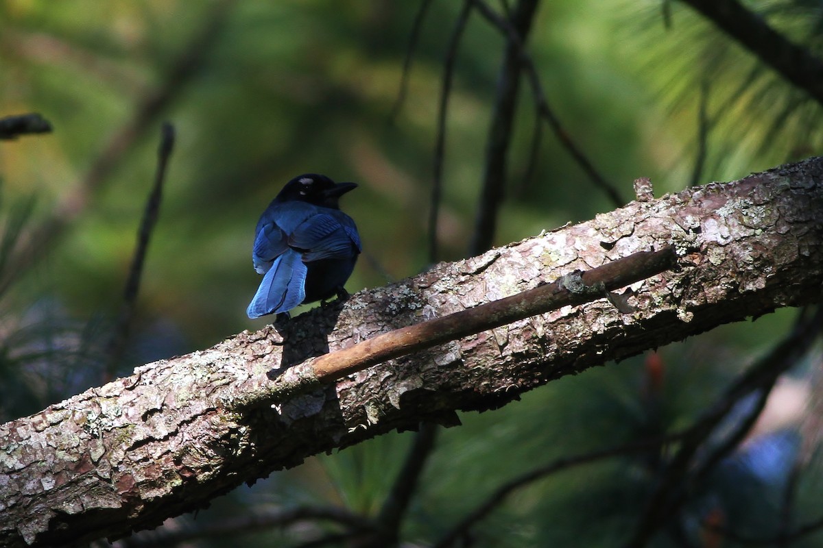 Steller's Jay (Middle American) - ML49219281