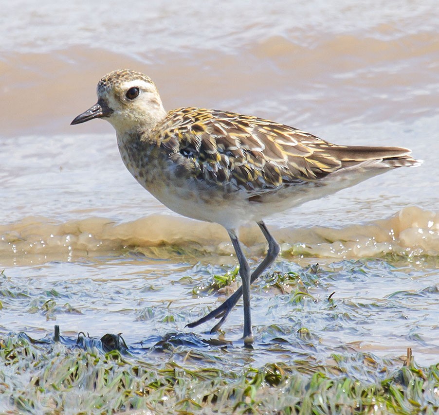 Pacific Golden-Plover - Bruce Ward-Smith