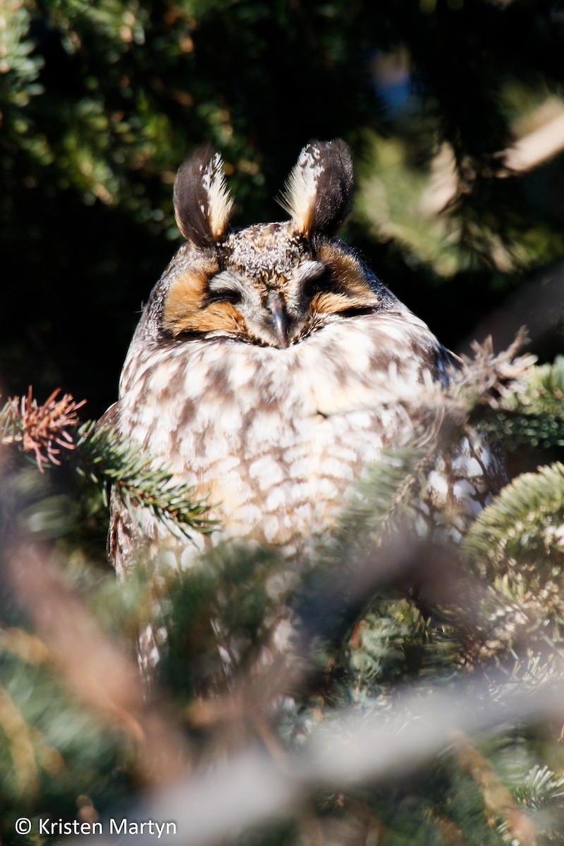 Long-eared Owl - ML492199171
