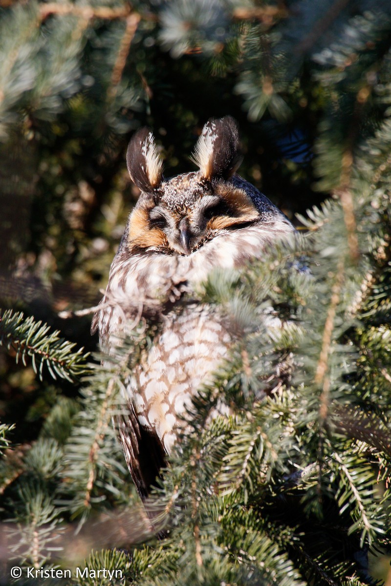 Long-eared Owl - ML492199201