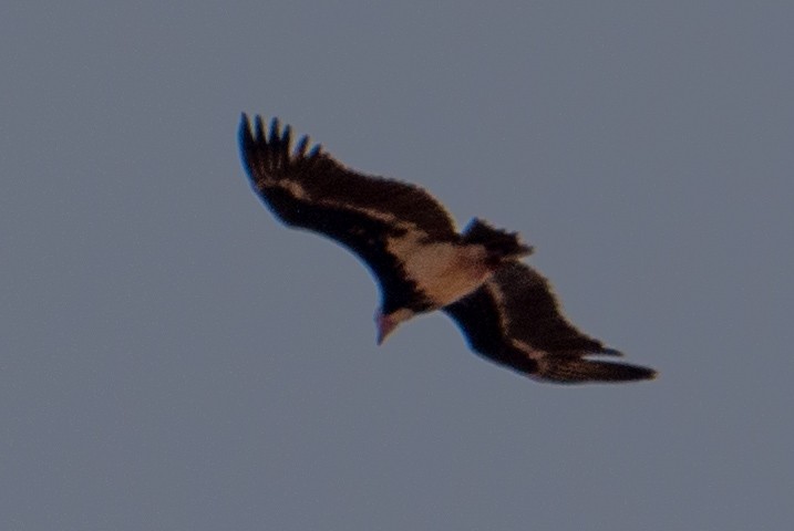 White-headed Vulture - ML49220151