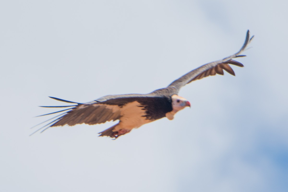 White-headed Vulture - ML49220191