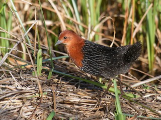  - Red-chested Flufftail