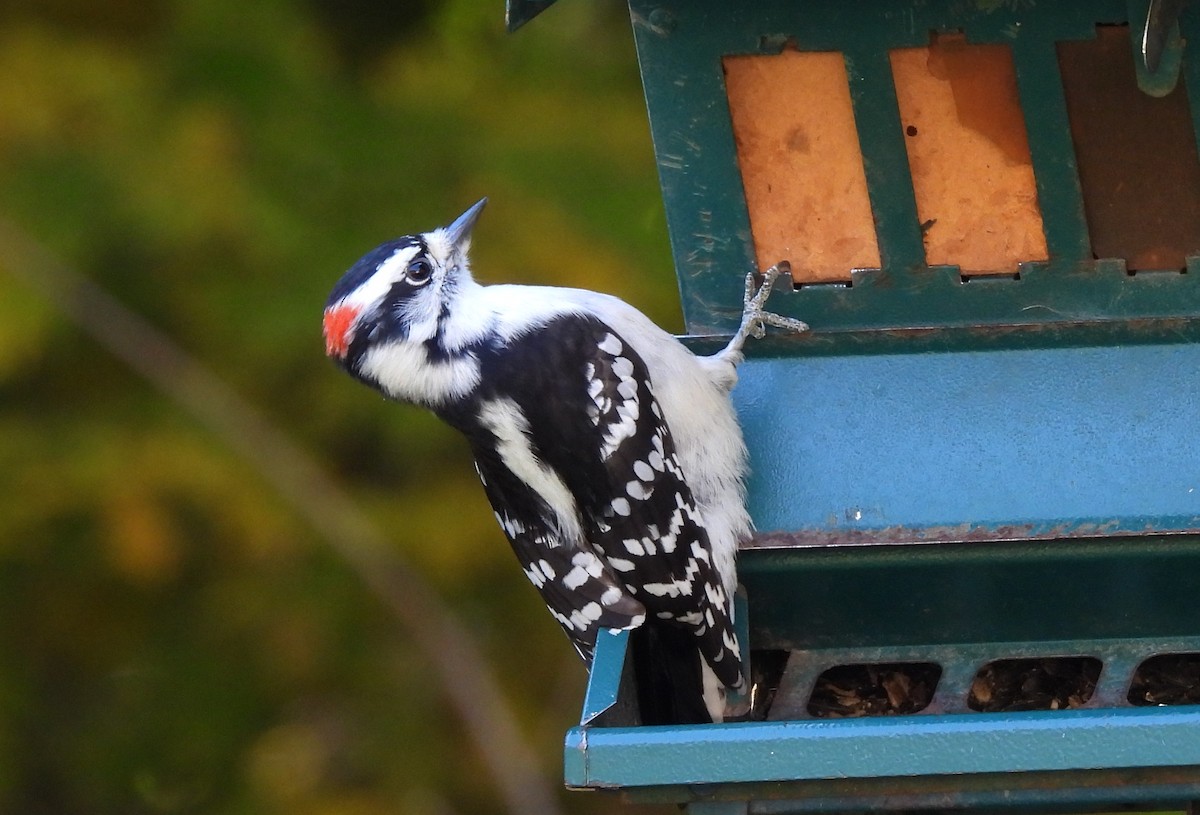 Mass Audubon eBird Checklist 9 Oct 2022 Museum of American Bird Art