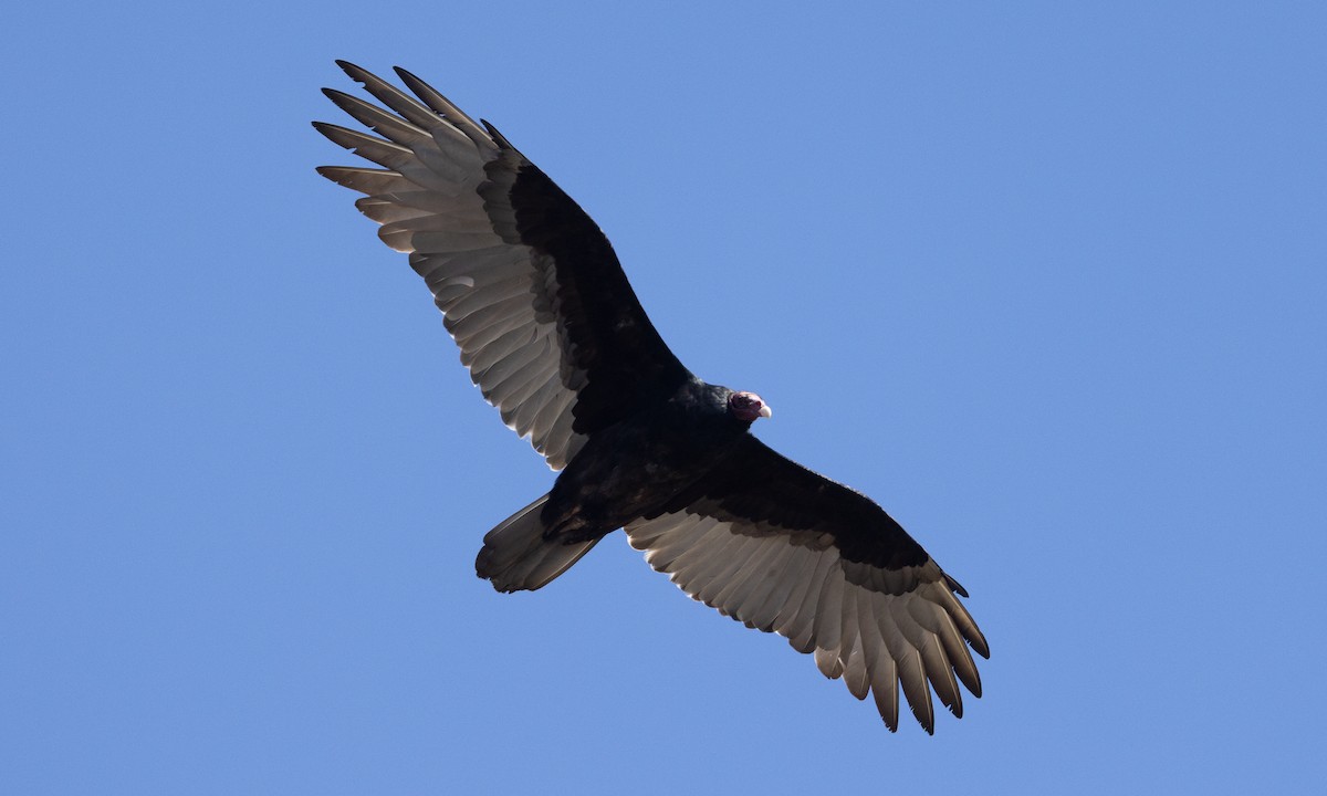 Turkey Vulture - ML492211011