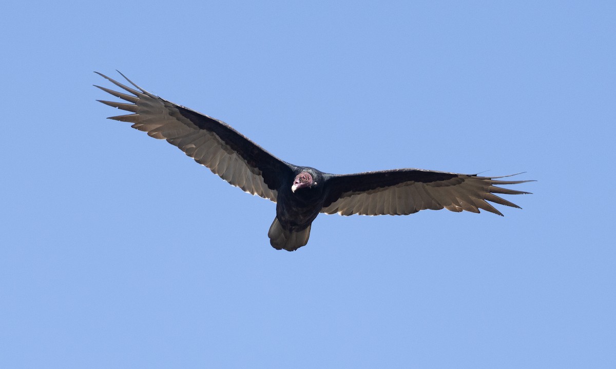 Turkey Vulture - ML492211021