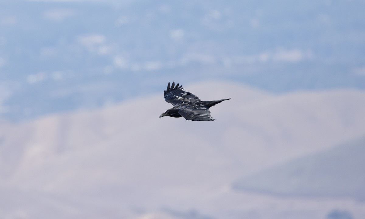 Common Raven - ML492211501