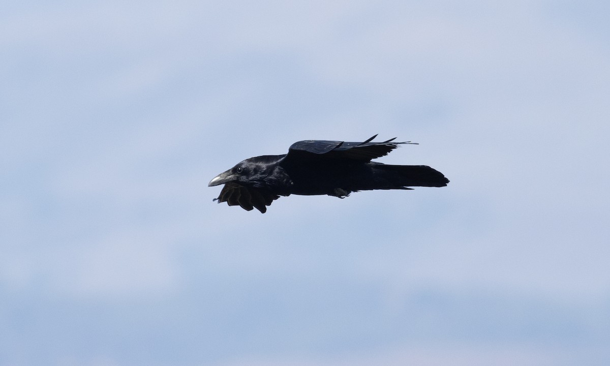 Common Raven - ML492211511