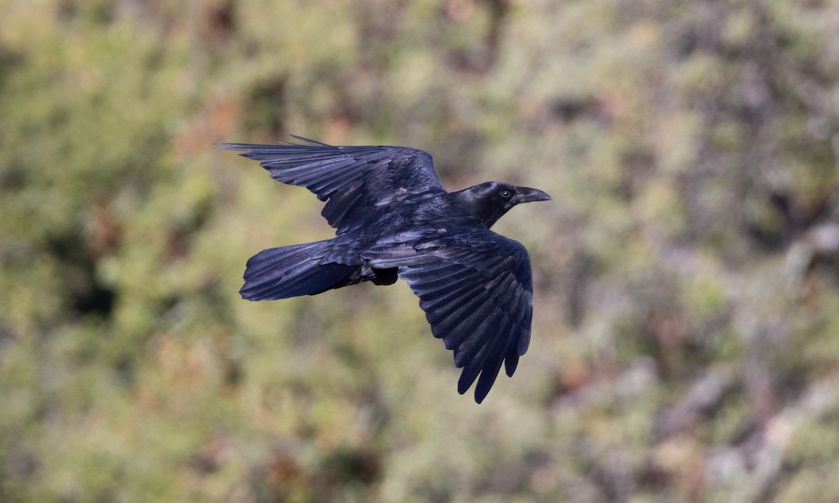Common Raven - ML492211521