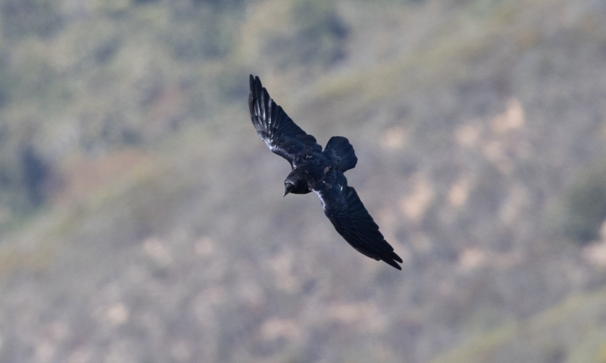 Common Raven - ML492211531