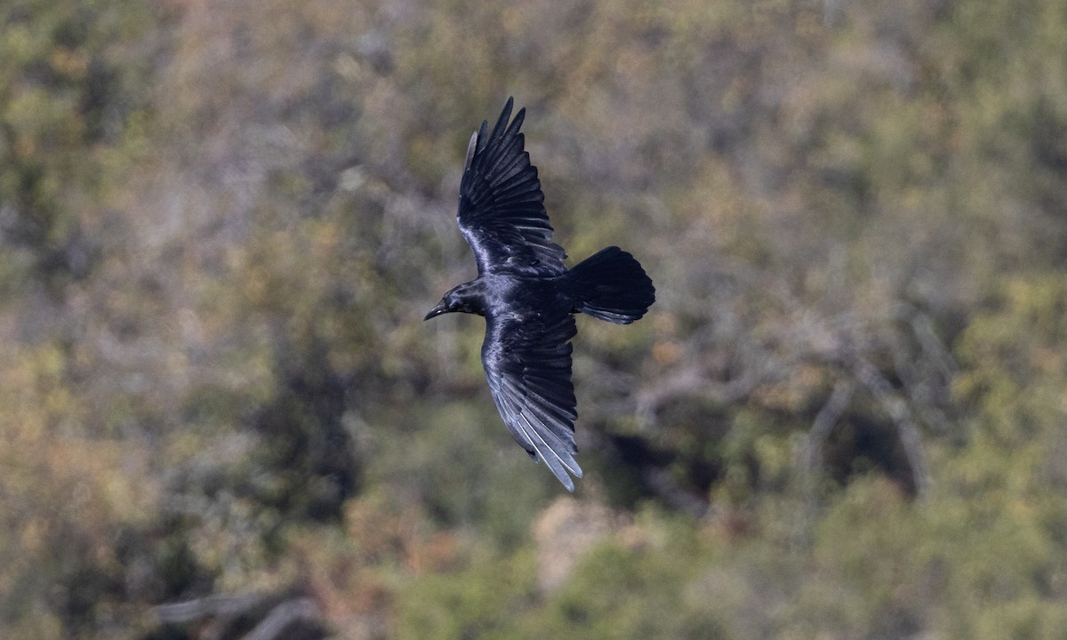 Common Raven - ML492211541