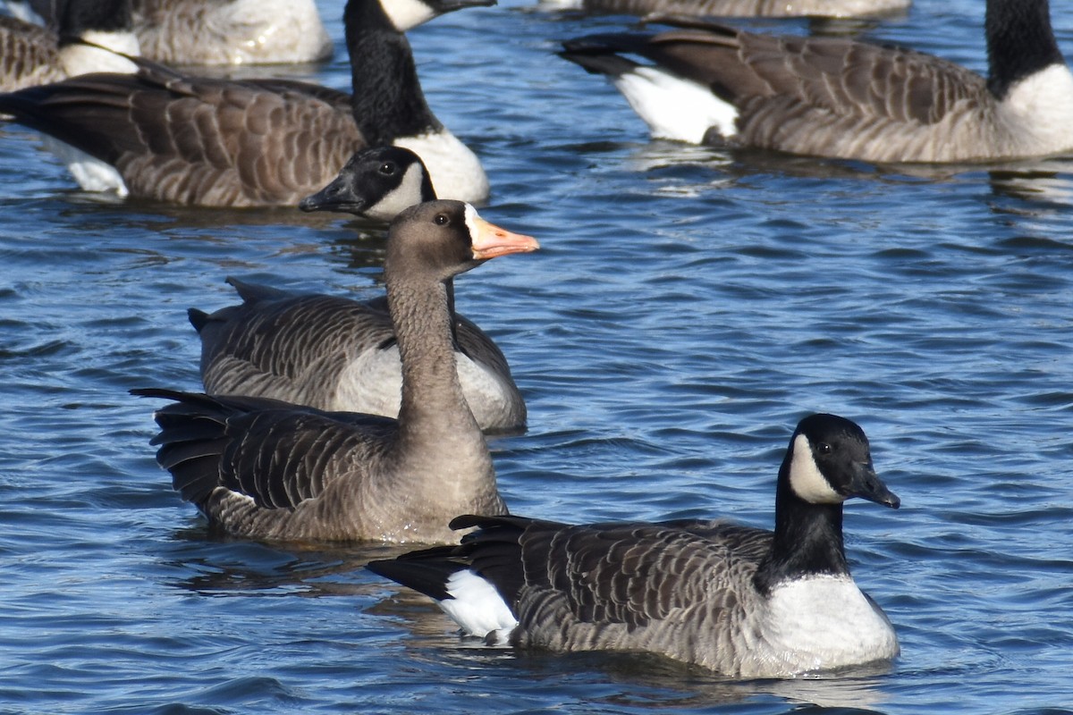 Greater White-fronted Goose - ML492213111