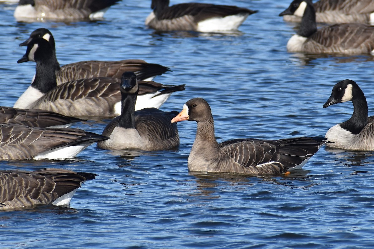 Greater White-fronted Goose - ML492213131