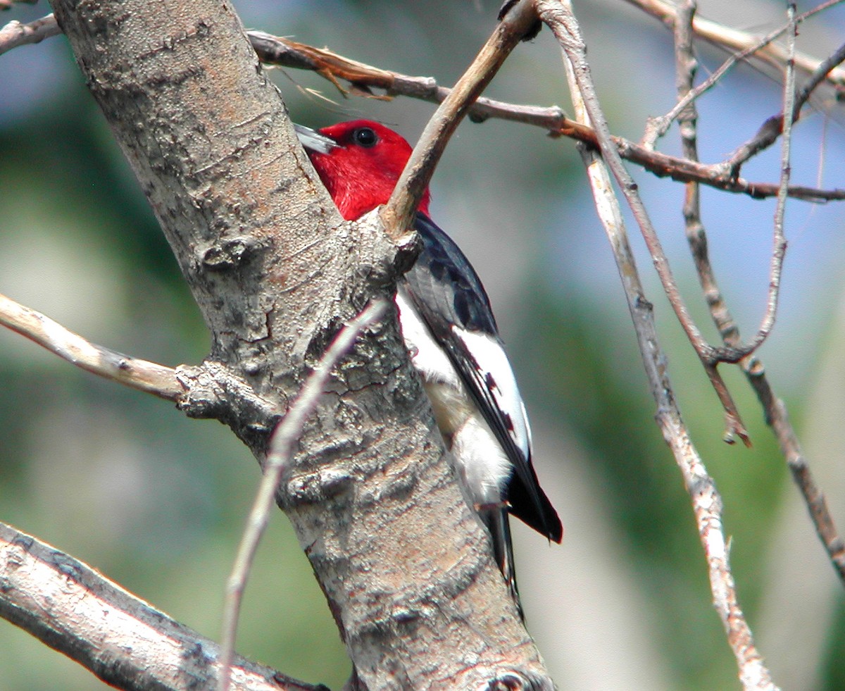 Red-headed Woodpecker - ML492213601