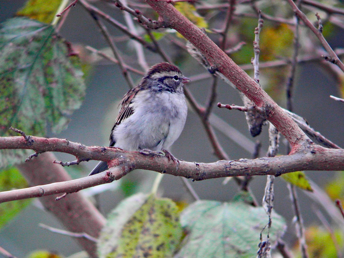 Chipping Sparrow - ML492215851