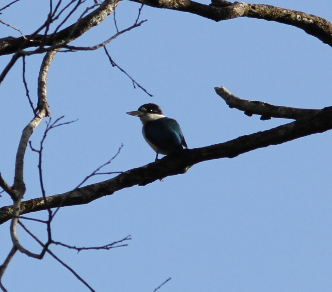 Forest Kingfisher - ML492216551