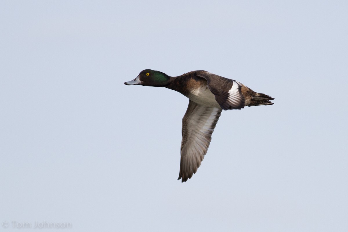 Greater Scaup - ML49221661