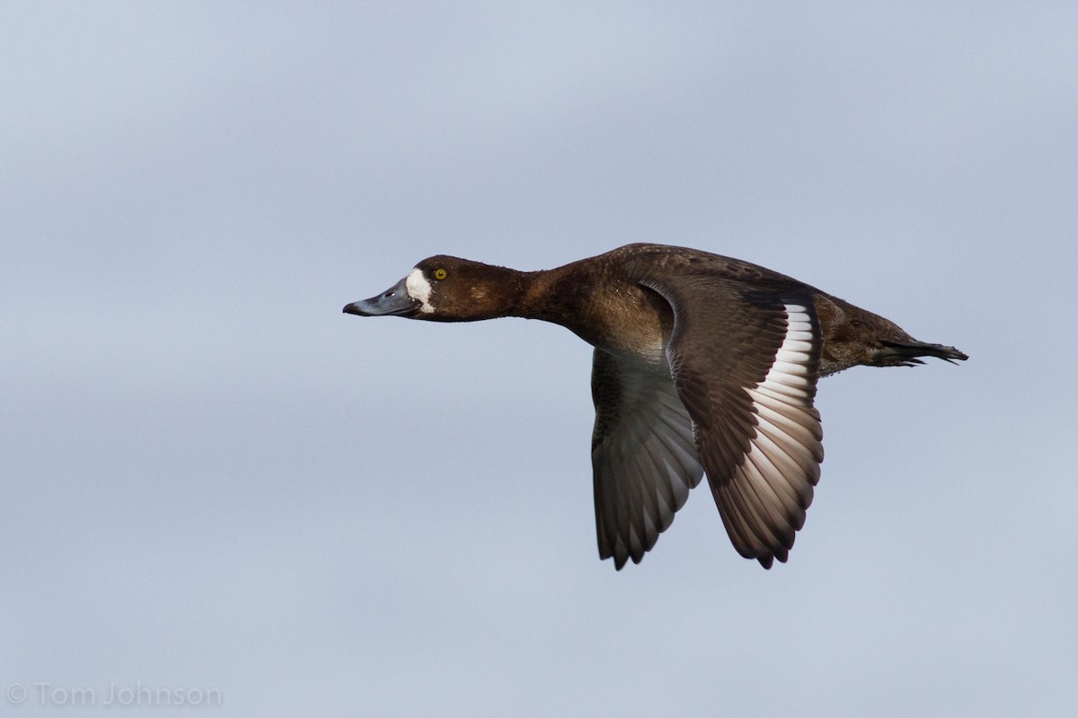 Greater Scaup - ML49221671