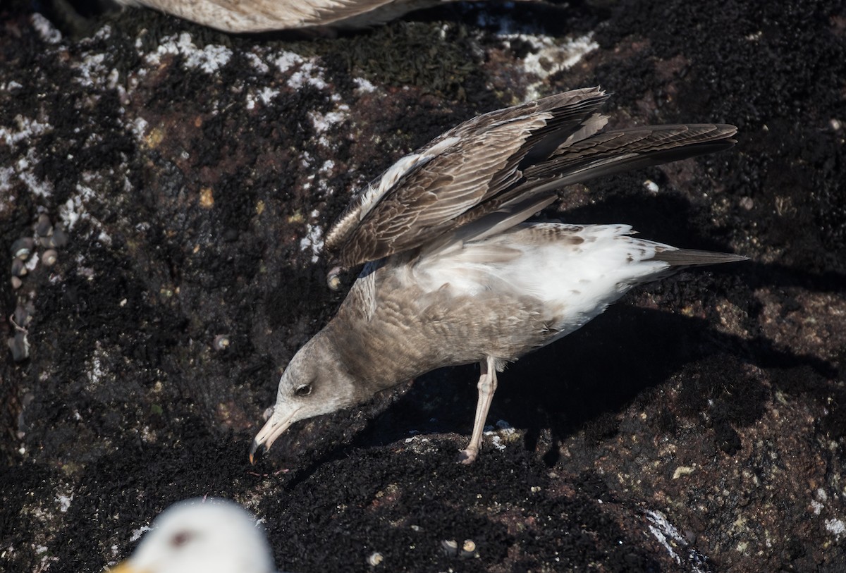 Black-tailed Gull - ML49221771
