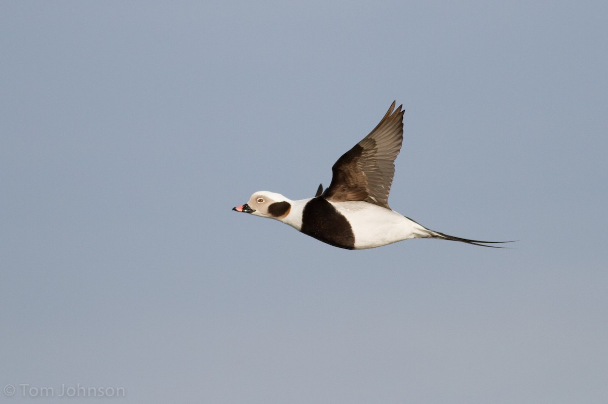 Long-tailed Duck - ML49221781