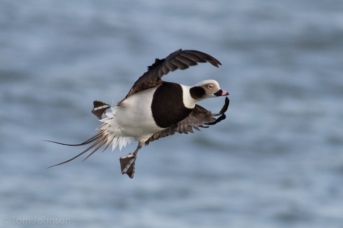 Long-tailed Duck - ML49221791