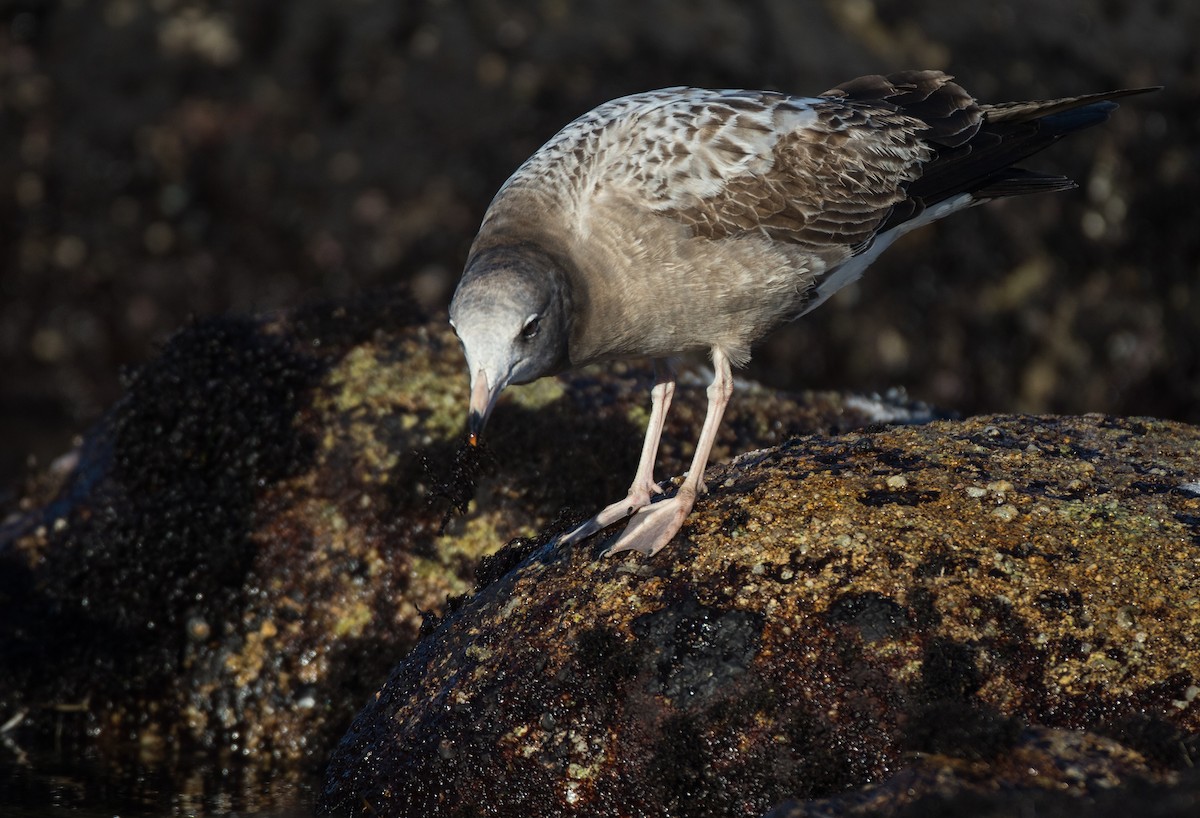 Black-tailed Gull - ML49221951