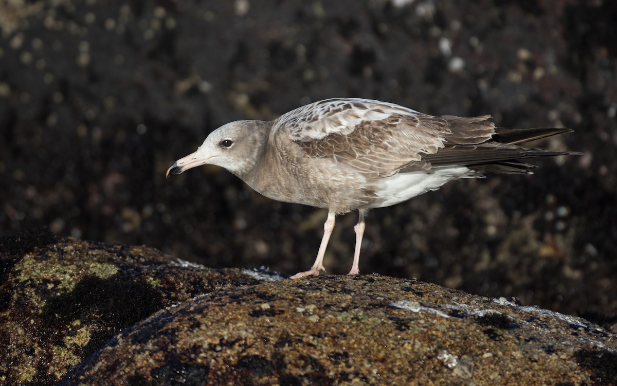 Black-tailed Gull - Blake Matheson