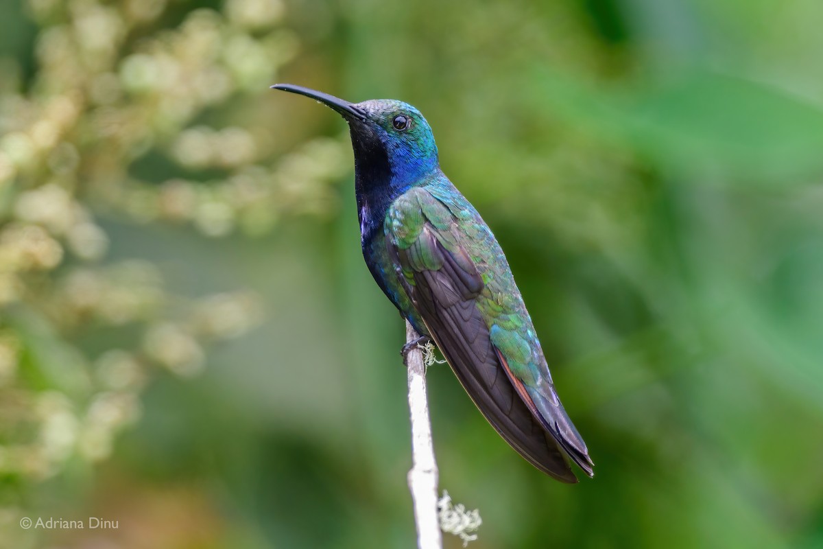kolibřík tropický - ML492220361