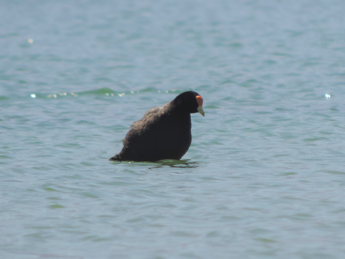 White-winged Coot - ML492220591