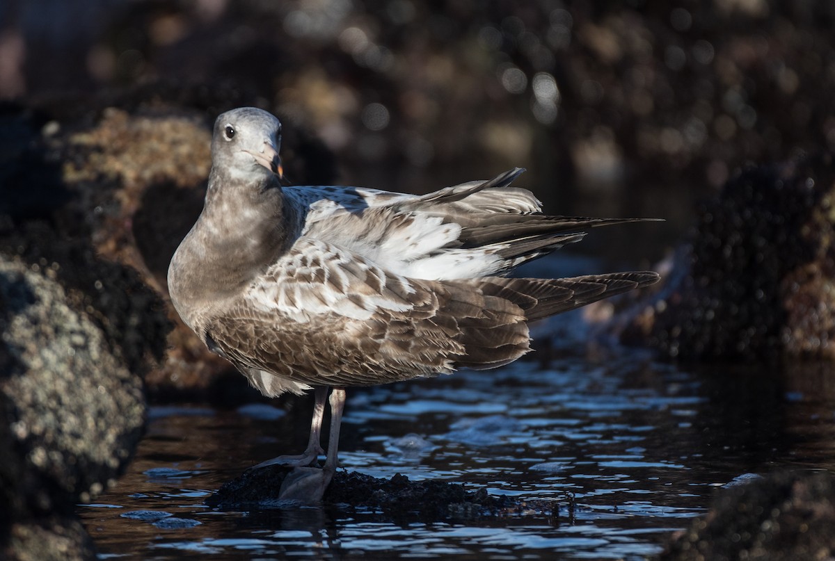 Black-tailed Gull - ML49222191