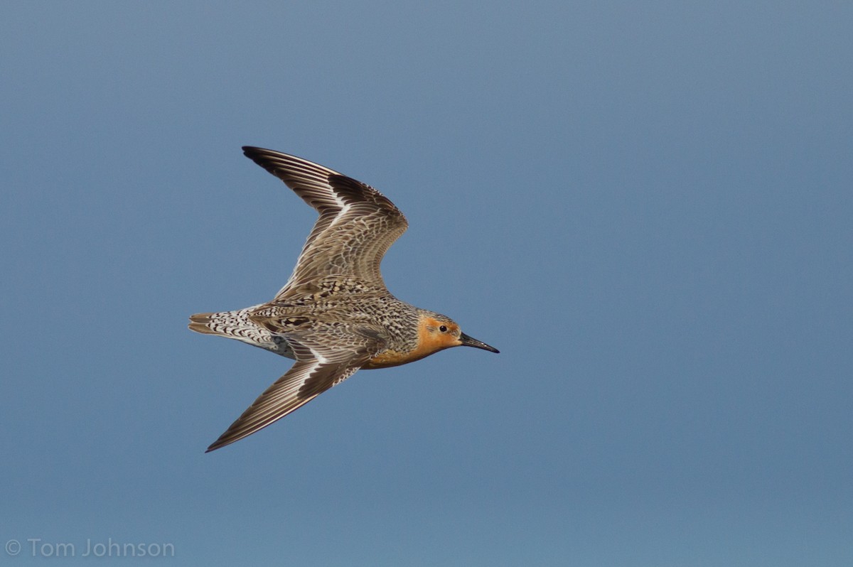 Red Knot - ML49222941