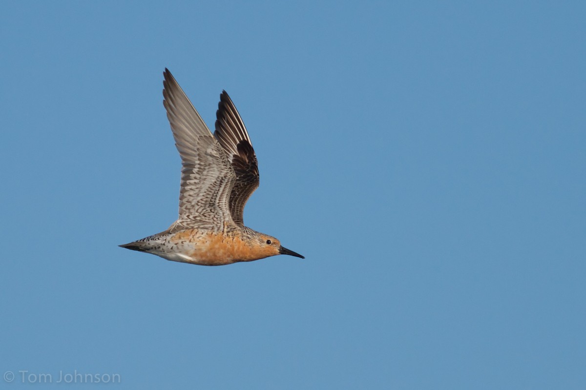 Red Knot - ML49222971