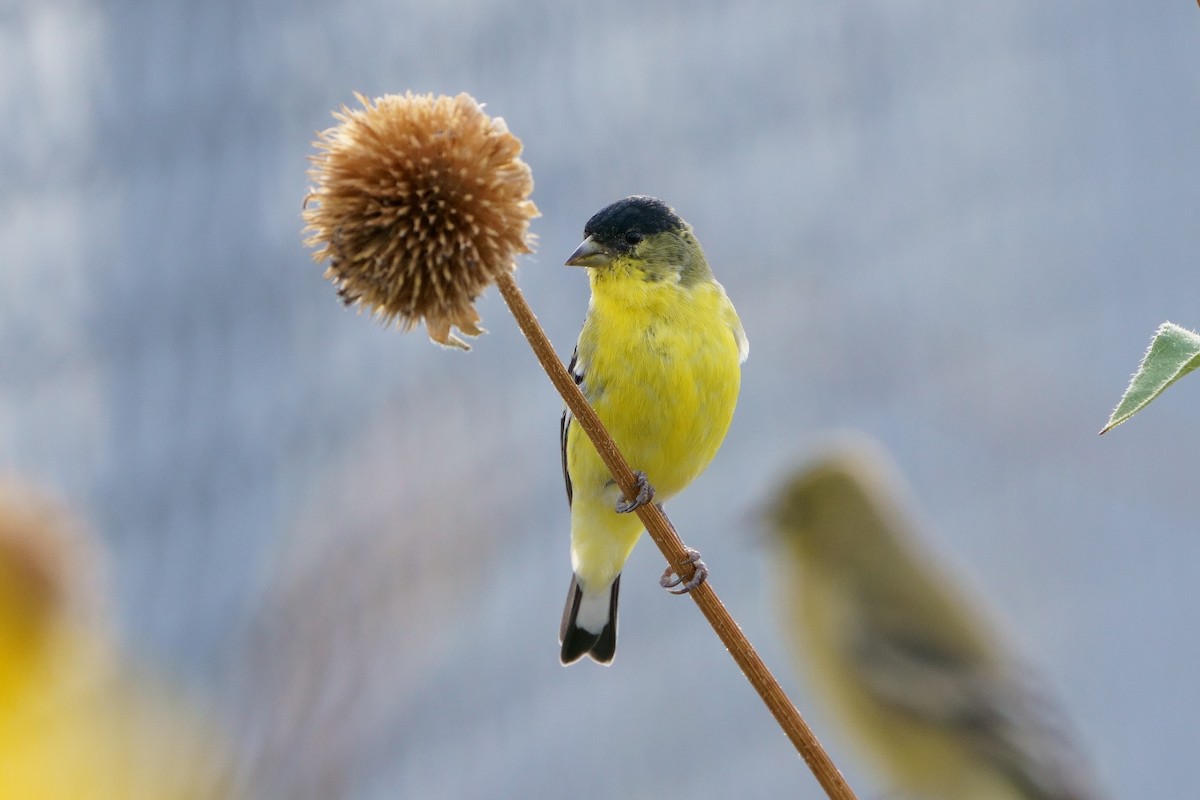 Lesser Goldfinch - Mitchell Dart