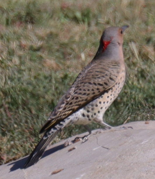 Northern Flicker (Yellow-shafted x Red-shafted) - ML492230611