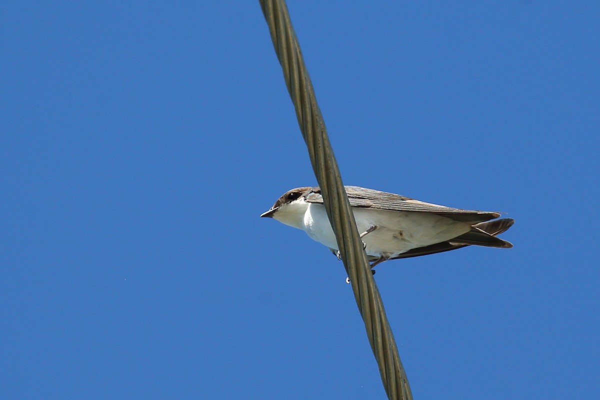 Bahama Swallow - ML492231611