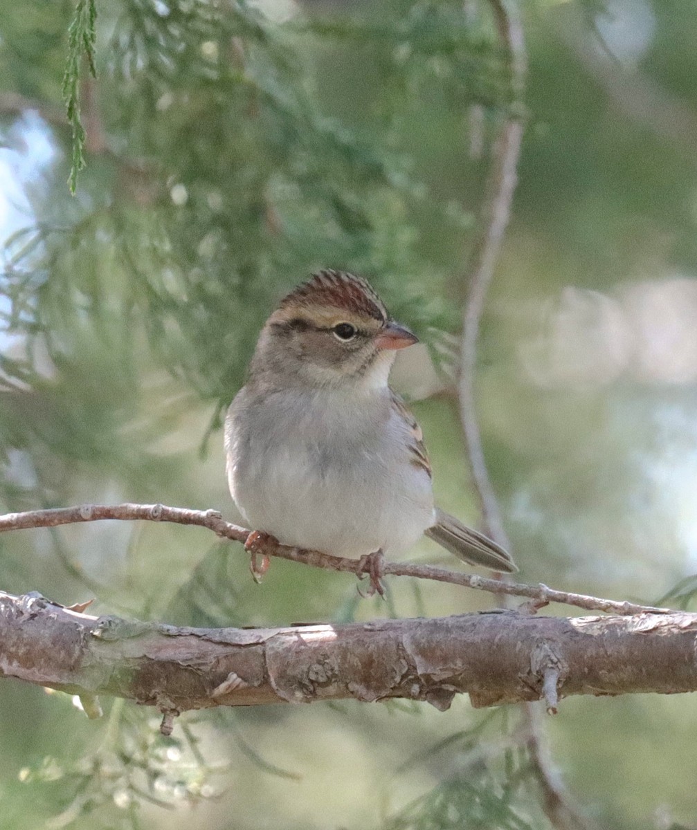 Chipping Sparrow - ML492232031