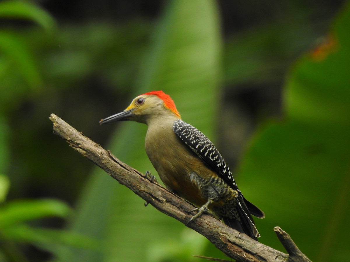 Golden-fronted Woodpecker - Heidi Pasch de Viteri