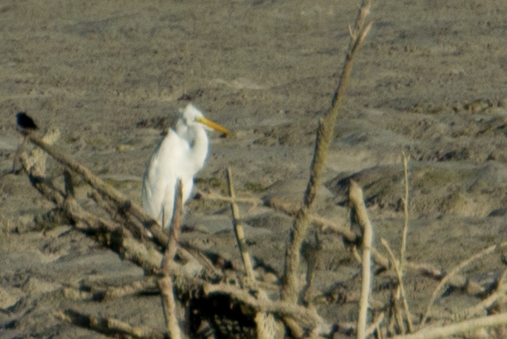 Great Egret - ML49223461