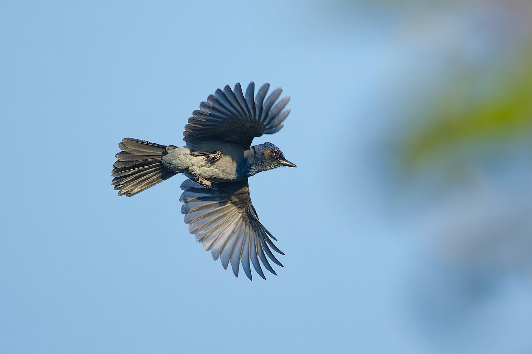 Blue Jay - eBird