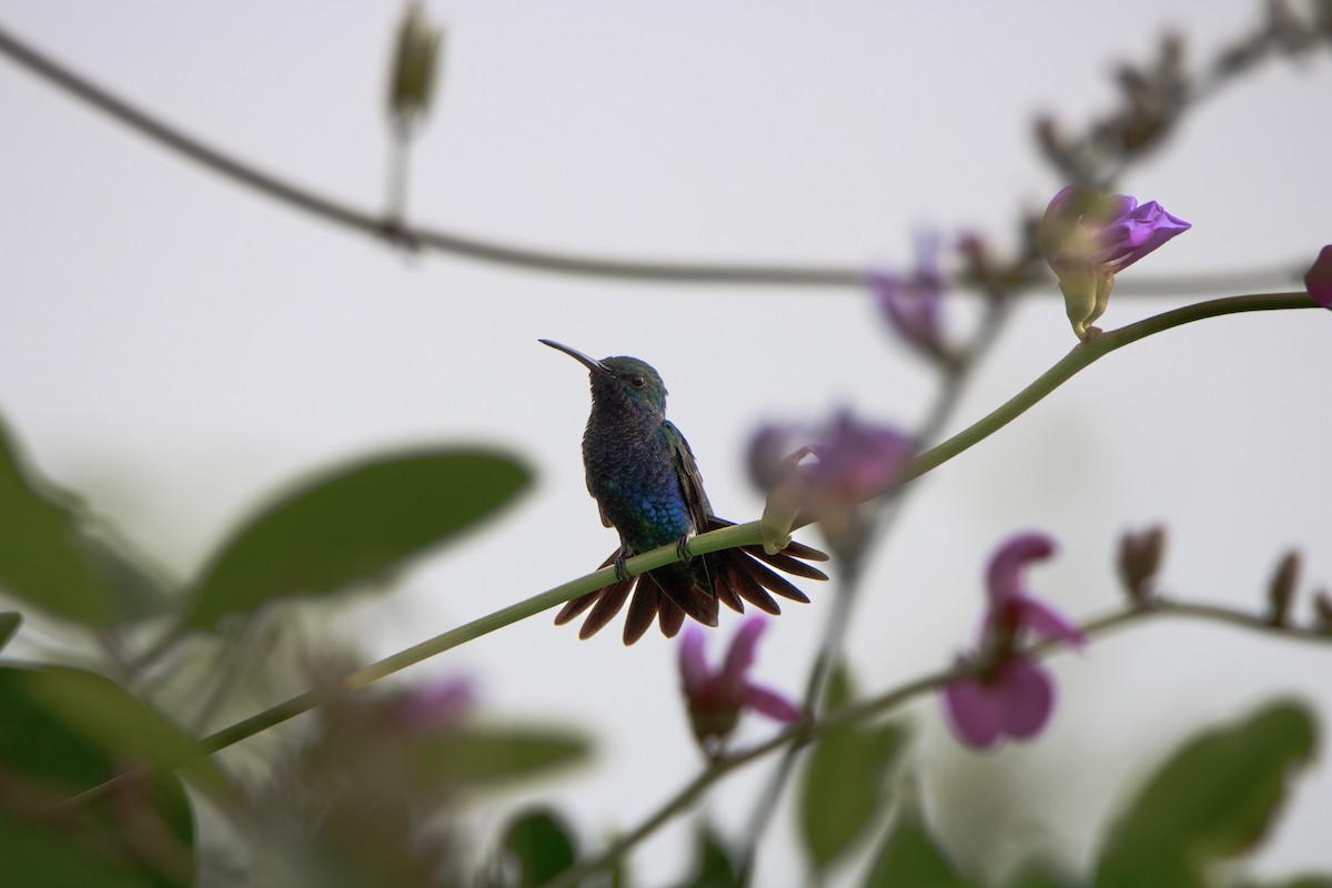 Sapphire-bellied Hummingbird - Jairo Castañeda