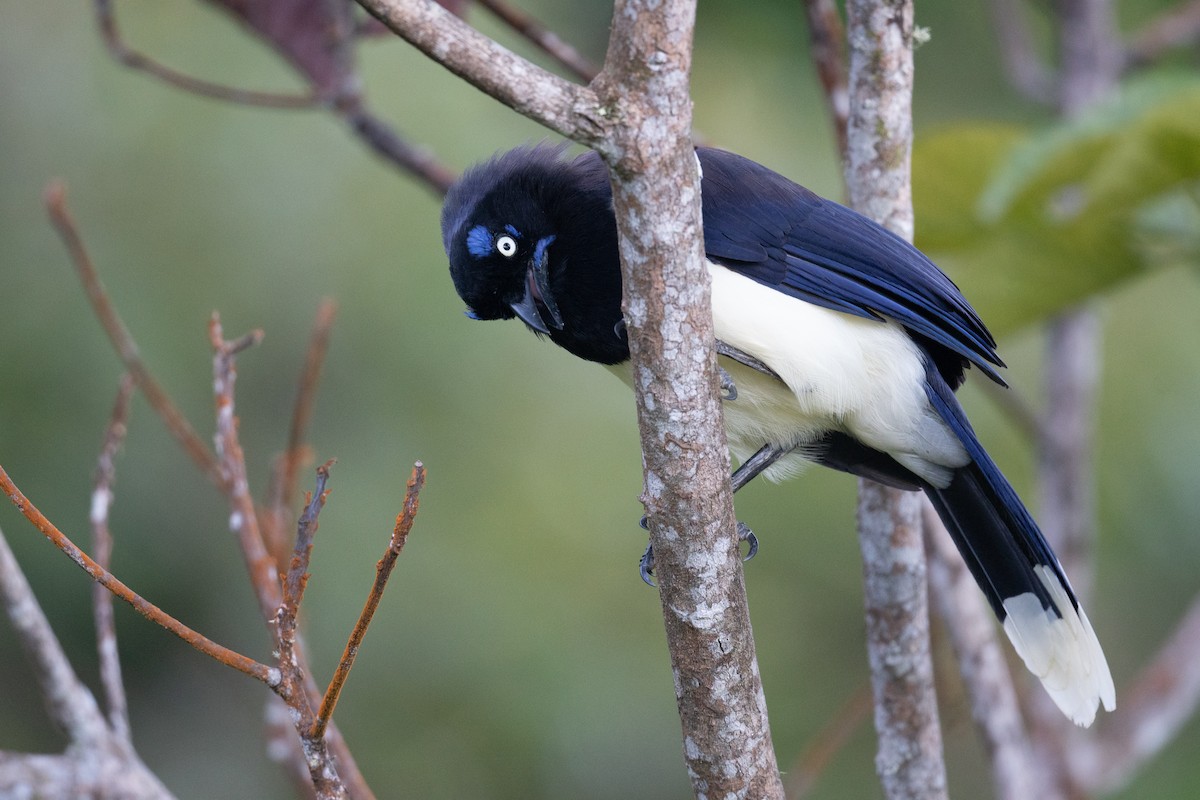 Black-chested Jay - Ben  Lucking