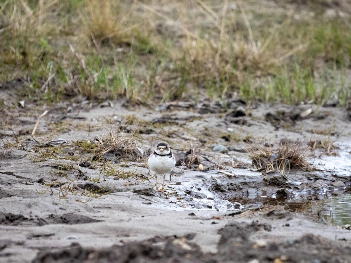 Semipalmated Plover - ML492246571
