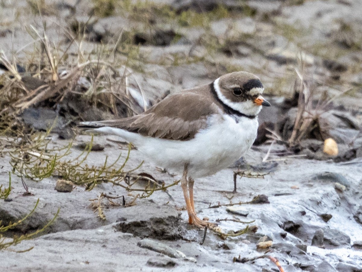 Semipalmated Plover - ML492246651