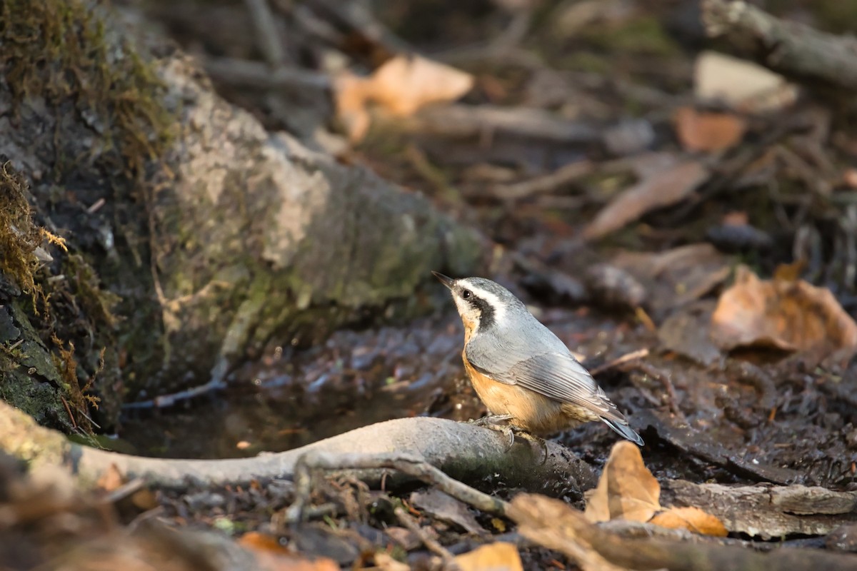 Red-breasted Nuthatch - Anne Auclair  Moe