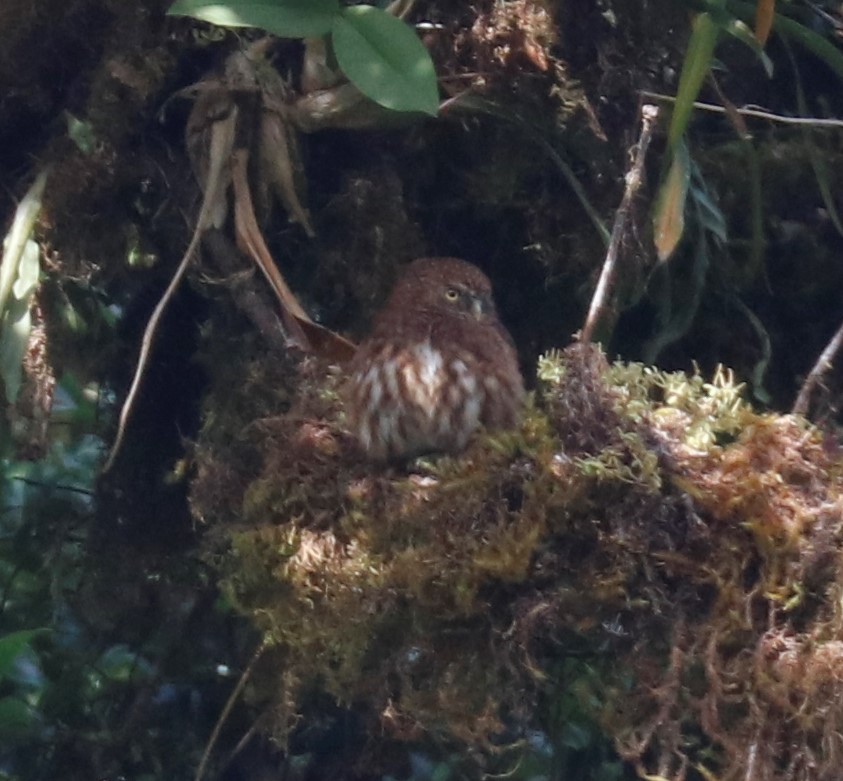 Yungas Pygmy-Owl - ML492251391