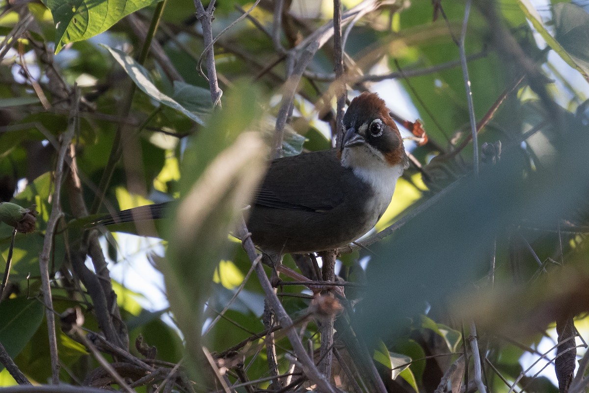 Rusty-crowned Ground-Sparrow - Ken Chamberlain