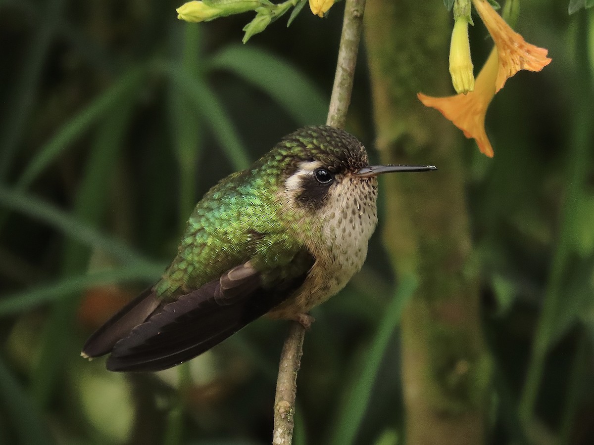 Speckled Hummingbird - Santiago Dueñas Trejo